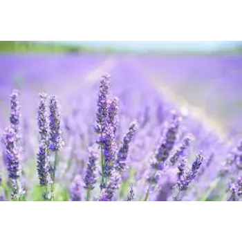 Dry Lavender Flower