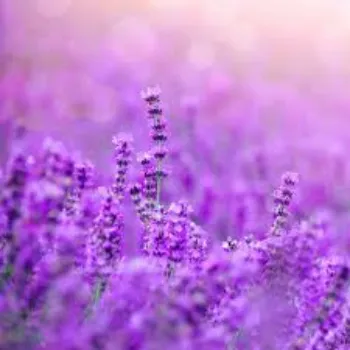 Fresh Lavender Flower Manufacturer