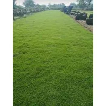 Natural Lawn Grass