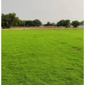 Organic  Lawn Grass