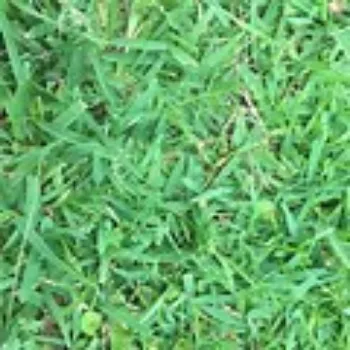 Lawn Grass