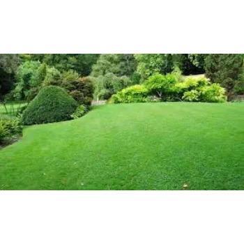Natural Lawn Grass