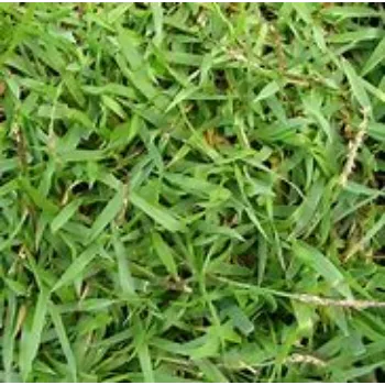 Lawn Grass