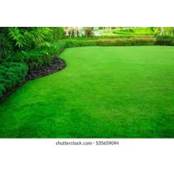 Green Lawn Grass