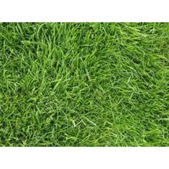 Lawn Grass