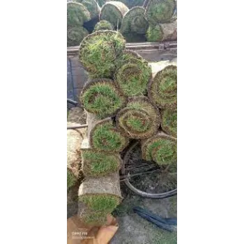 Fresh  Lawn Grass