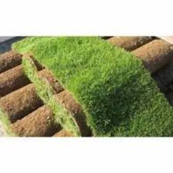 Organic Lawn Grass