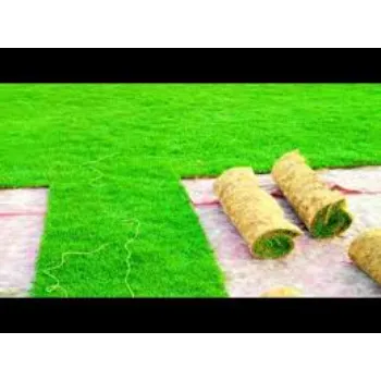Natural  Lawn Grass