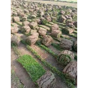 Lawn Grass