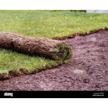Natural  Lawn Grass