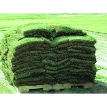 Natural Lawn Grass