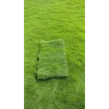Lawn Grass