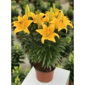 Lilium Plant Manufacturer