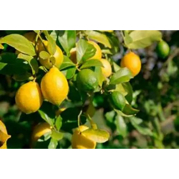 Natural Lemon