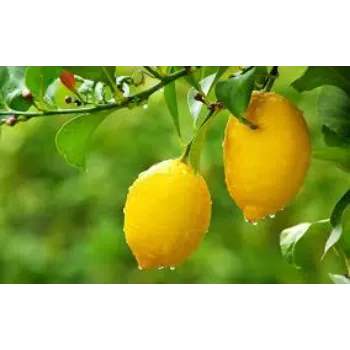 Organic Dried Lemon
