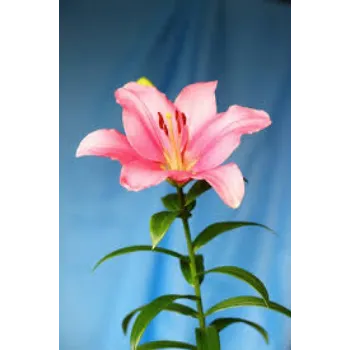 Fresh Lily Flowers