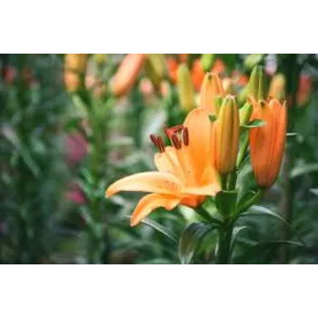 Fresh Lily Flowers