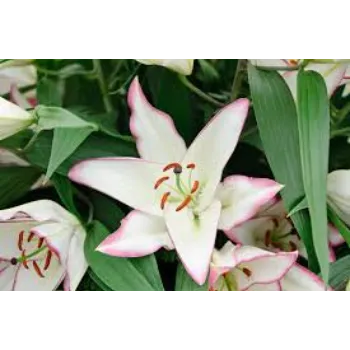 Fresh Lily Flowers Manufacturer