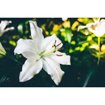 Lily Flowers Manufacturer
