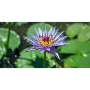 Natural Lilly Flowers Manufacturer