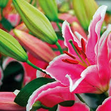  Organic Lilium Plant