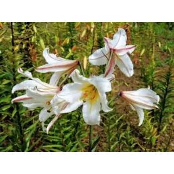 organic Lilium Plant