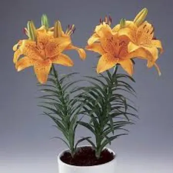 RAJESWARI NURSERY Lilium Plant
