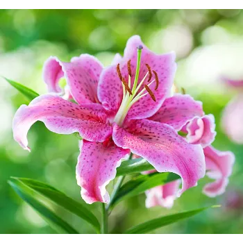 Fresh Lilium Plant