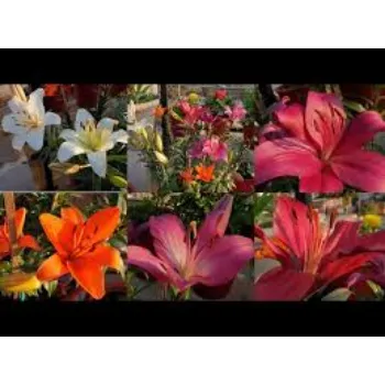 Natural Lilium Plant