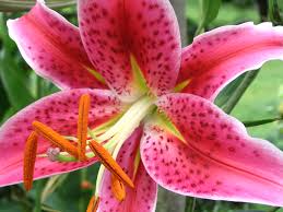 Organic Lilium Plant