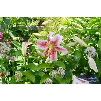Lilium Plant