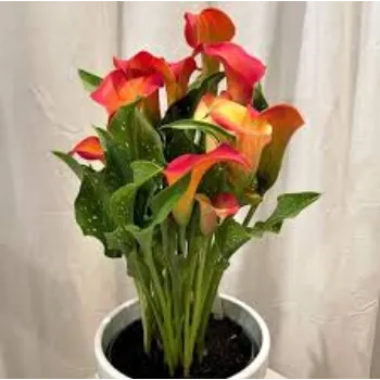 Red Lilium Plant