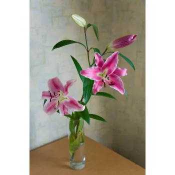 Lilium Plant