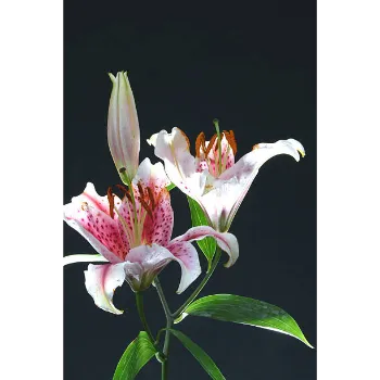 Lotus Plant