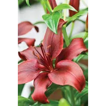 Natural Lilium Plant