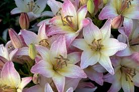 natural Lilium Plant