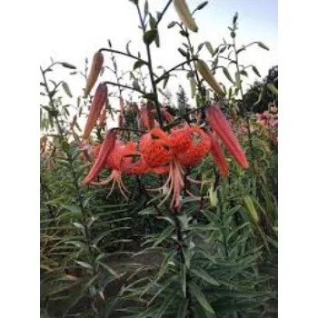  Organic Lilium Plant