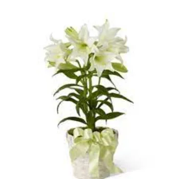 Rare Gerbera Lilium Plant