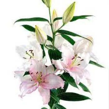 Organic Lilium Plant