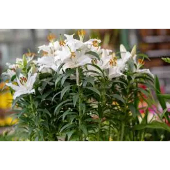 Natural Lilium Plant
