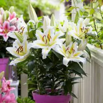 Natural Lilium Plant