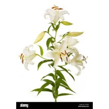 Lilium Plant