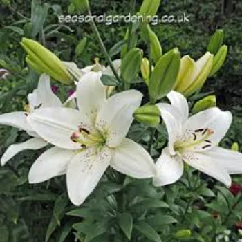 Natural Lilium Plant