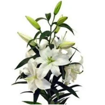 Natural Lilium Plant