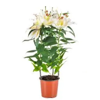 Natural Lilium Plant Manufacturer