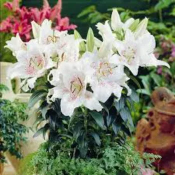 Lilium Plant