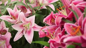 Organic  Lilium Plant