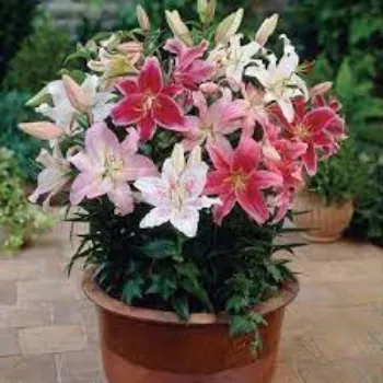 Common Lilium Plants