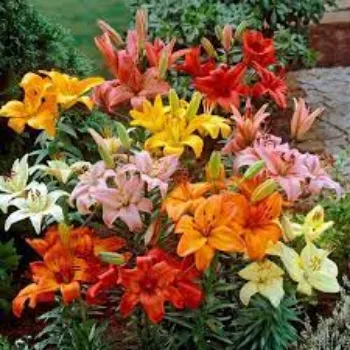 Organic Lilium Plants