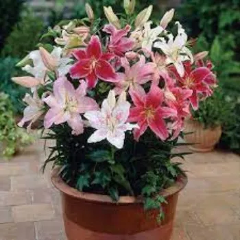 Natural Lilium Plant Exporter